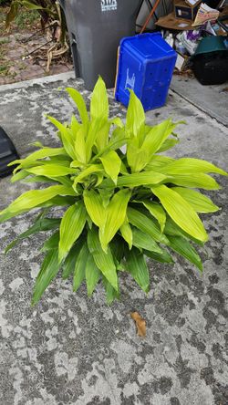 Indoor House Plants