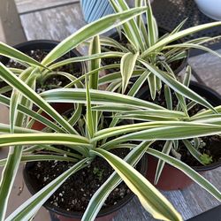 Spider plants in 6 inches pot with 7 inches diameter for $4 each