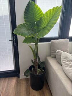 Elephant Ear Leaf  Potted Plant