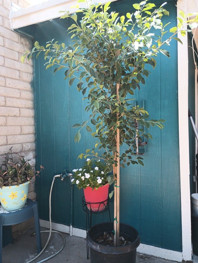 Ficus Tree For Sale