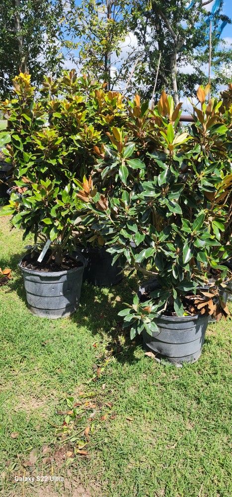 Magnolia Tree 15gallones 7ft Tall,New Products : American Fashion Style Bags On Sale