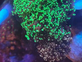 Frogspawn And Octospawn Available 