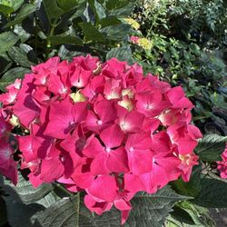 Hortensias / hydrangeas 