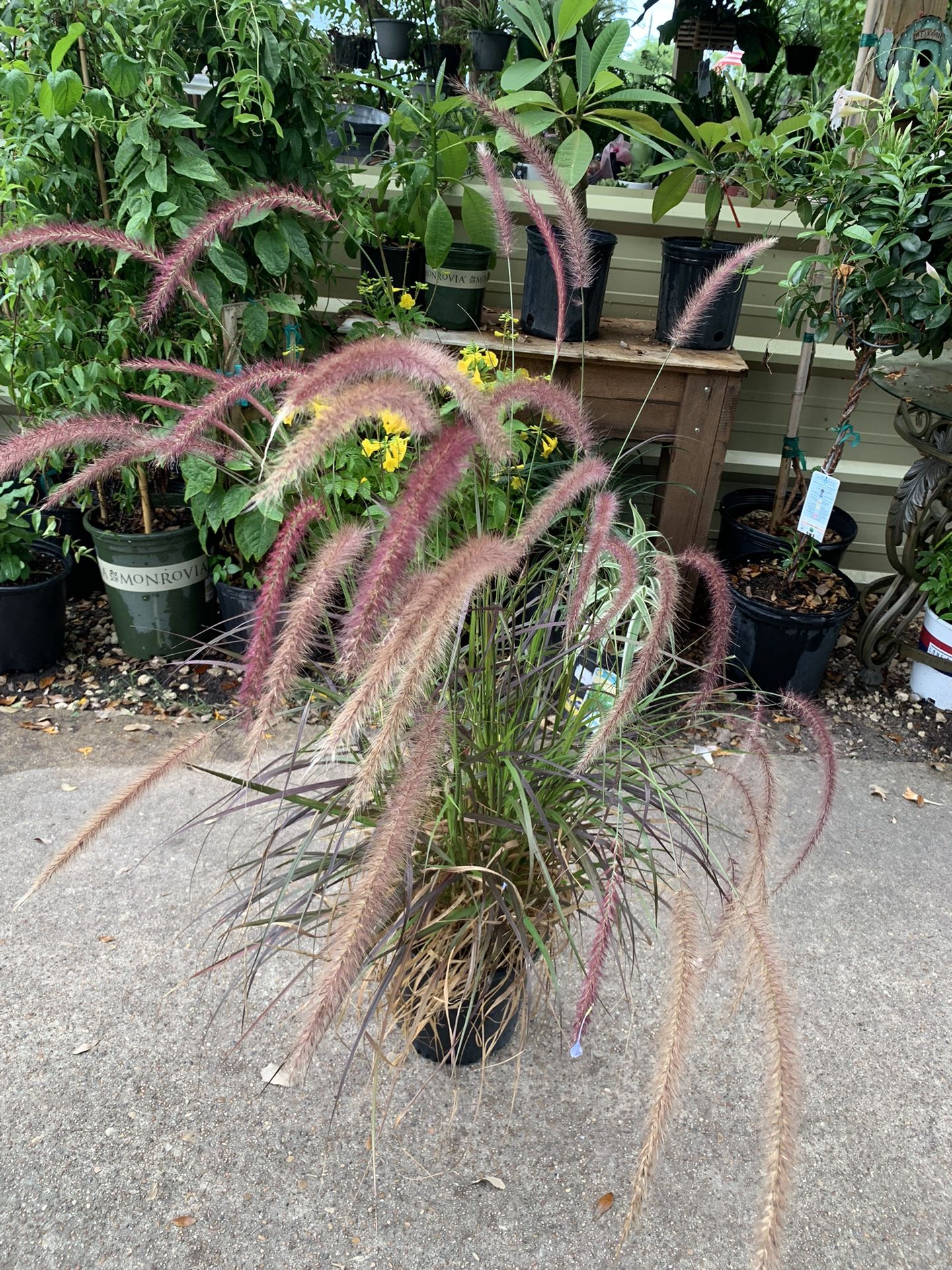 Purple Fountain Grass Plant