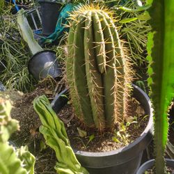 Fatboy Cactus Plant
