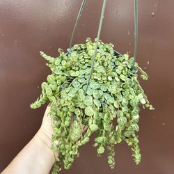 6” strings of turtles 