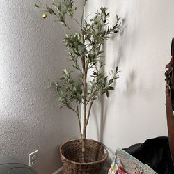 2 5ft New Decorative Olive Trees