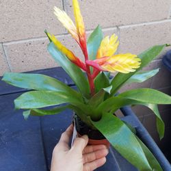 Succulent