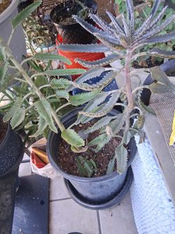 Planta Calonchea