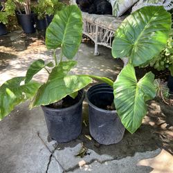 Oreja De Elefante 🪴