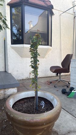 Plants