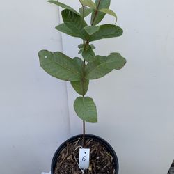 GU6- White Thai Guava Tree