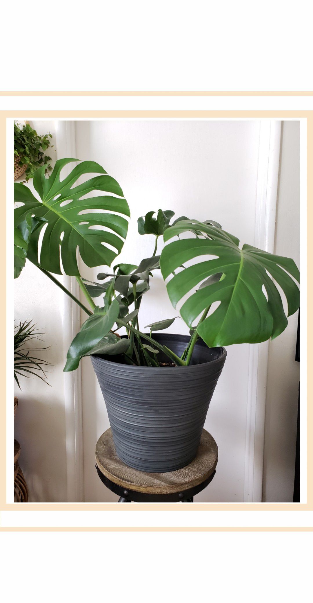 Large Dark Grey Planter Pot (Plant NOT included)
