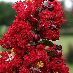 Red dynamite crape myrtle tree approximately 8 feet tall . Price is firm