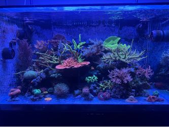 Complete 130g reef tank
