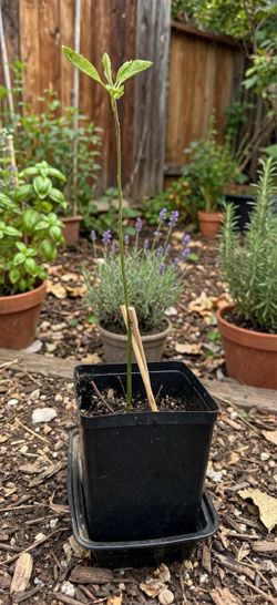19" Avocado Seedling in 1-Gal Pot - Healthy Starter Tree