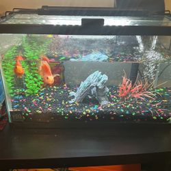 Parrot Fishes  And Tank