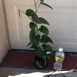 philodendron verrucosum steckling Philodendron Verrucosum main image 1