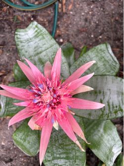 Bromelia