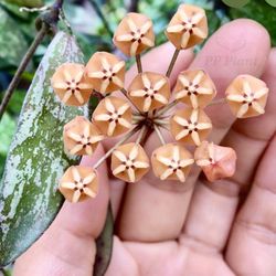 Hoya Sigilatis 