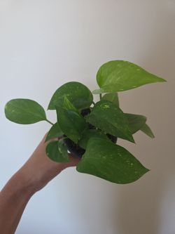 Plant