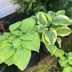 Hostas