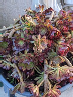 FREE Aeonium Succulent Plant