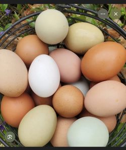 Fresh eggs organic