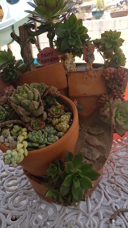 Fariy succulent arrangement