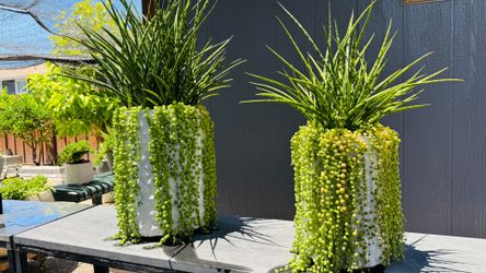 SET of 2 GORGEOUS Sansevieria Mikado & String of Pearls