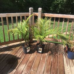 2 Majesty Palm Tropical Trees New 3 Ft. Tall