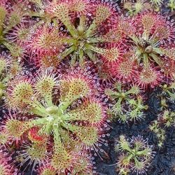 Carnivorous Plants Sundew Drosera Spatulata