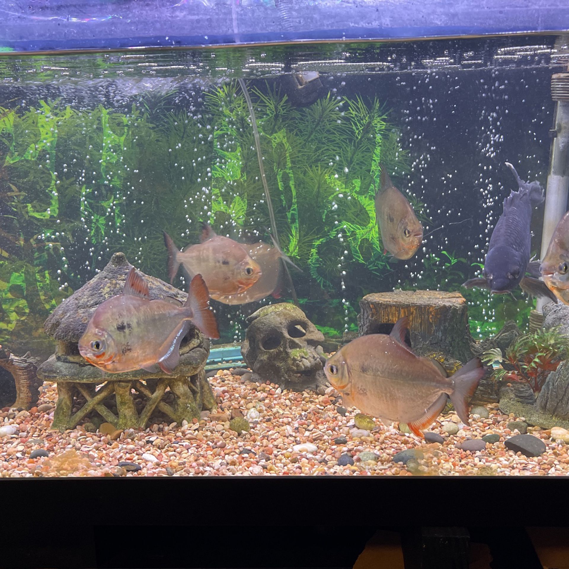 Large Tablet Fish For Sale $20 Each