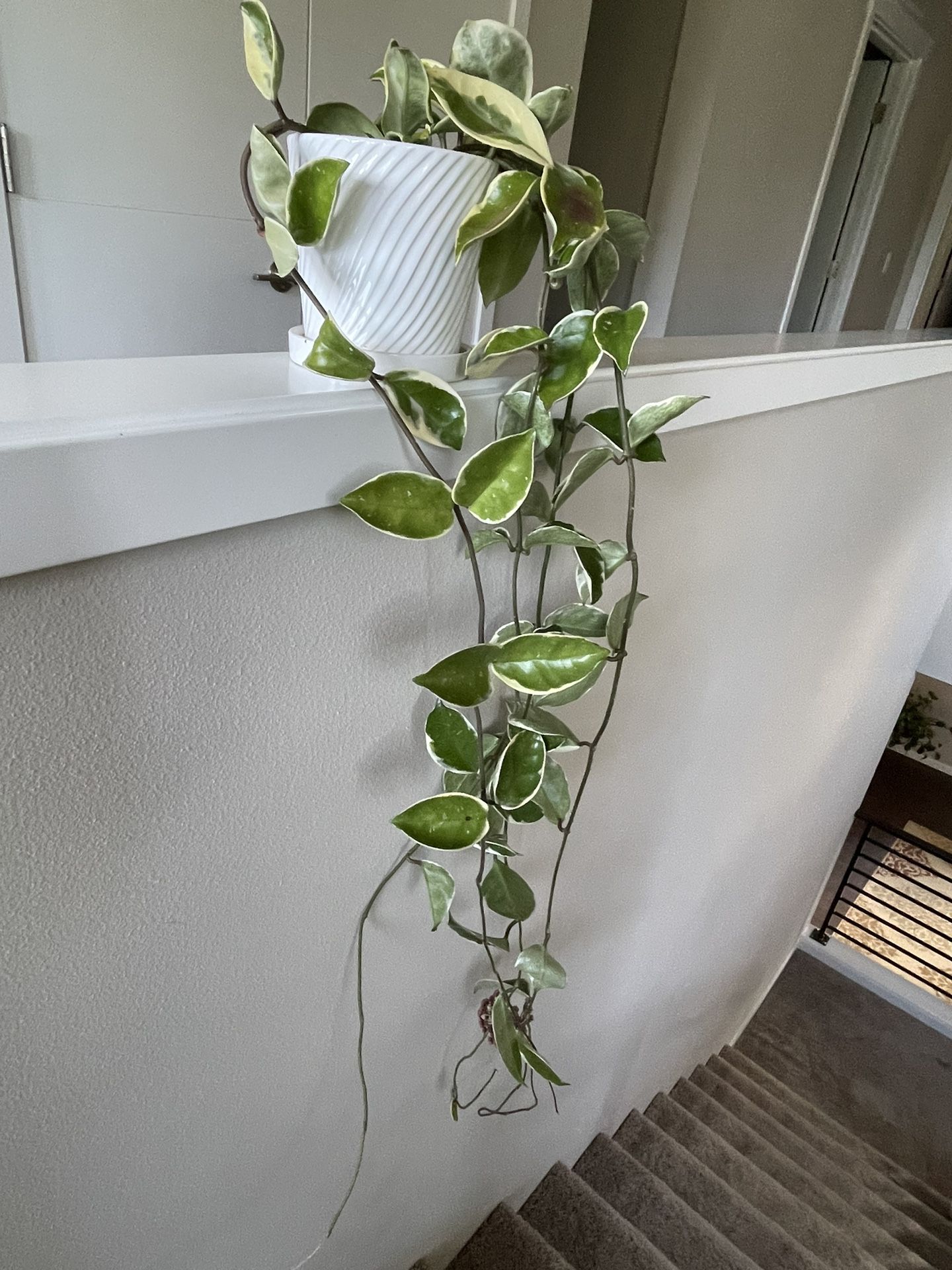 Indoor plant hoya tricolor