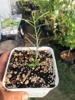 4 in Desert milkweed native plant