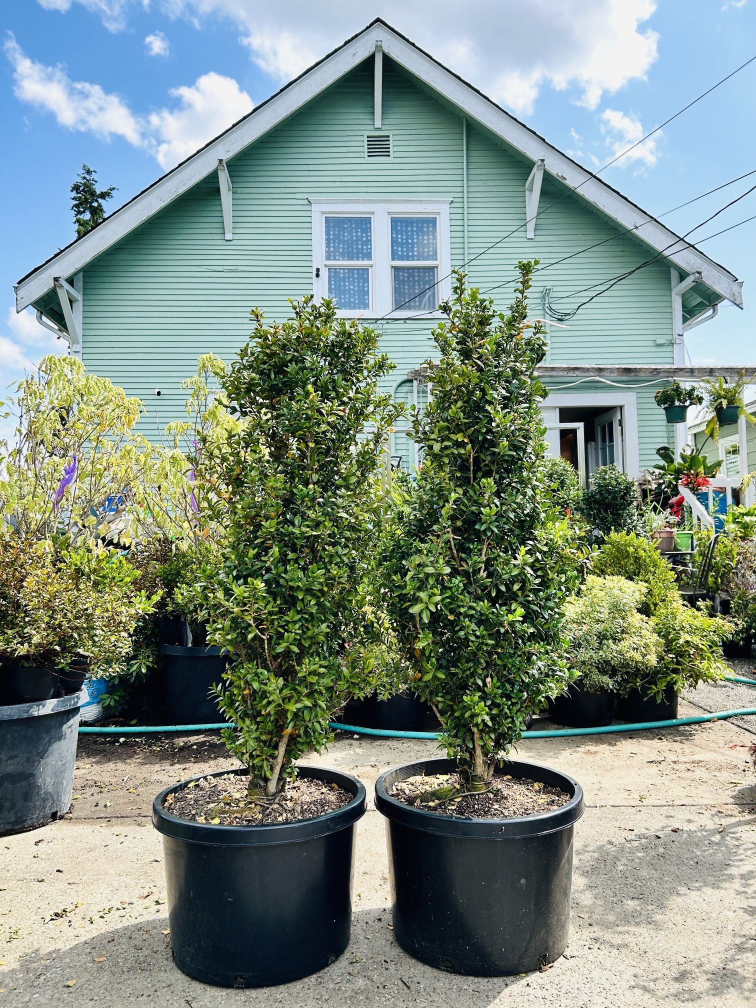 $69 Each Beautiful Boxwood Plant 