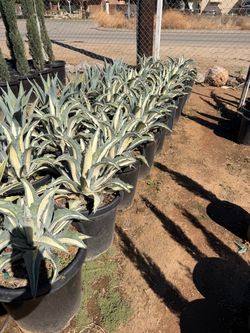 Agave Mediopicta 15 gallons
