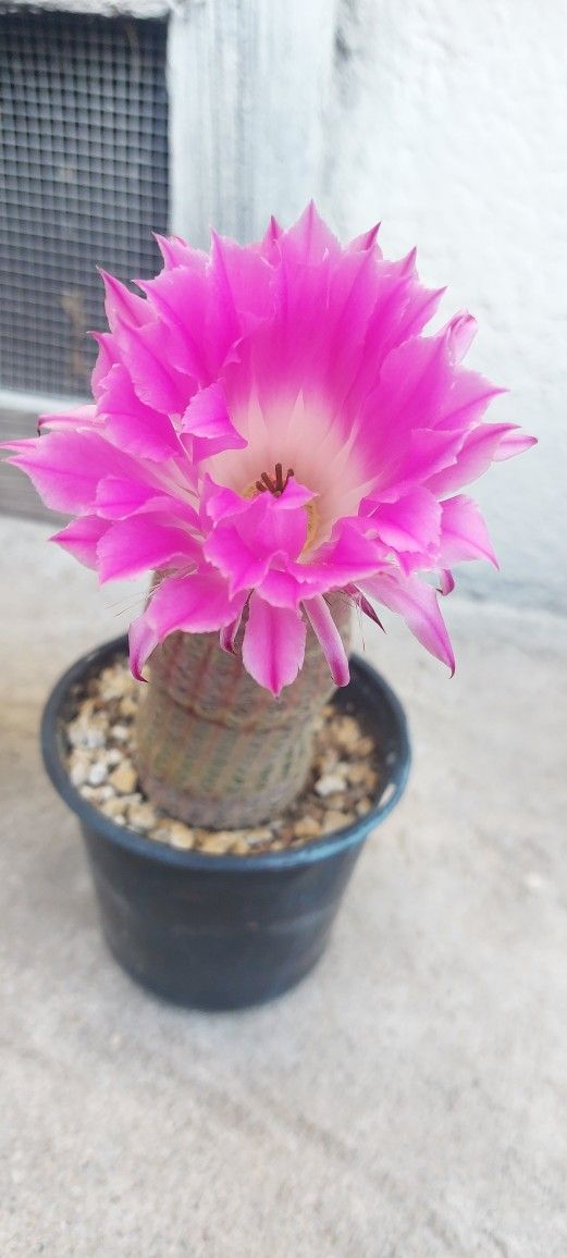 Rainbow Cactus In 4" Pot