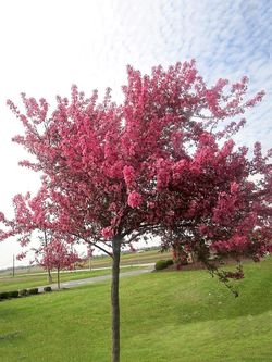 FLOWERING CRABAPPLE TREES!