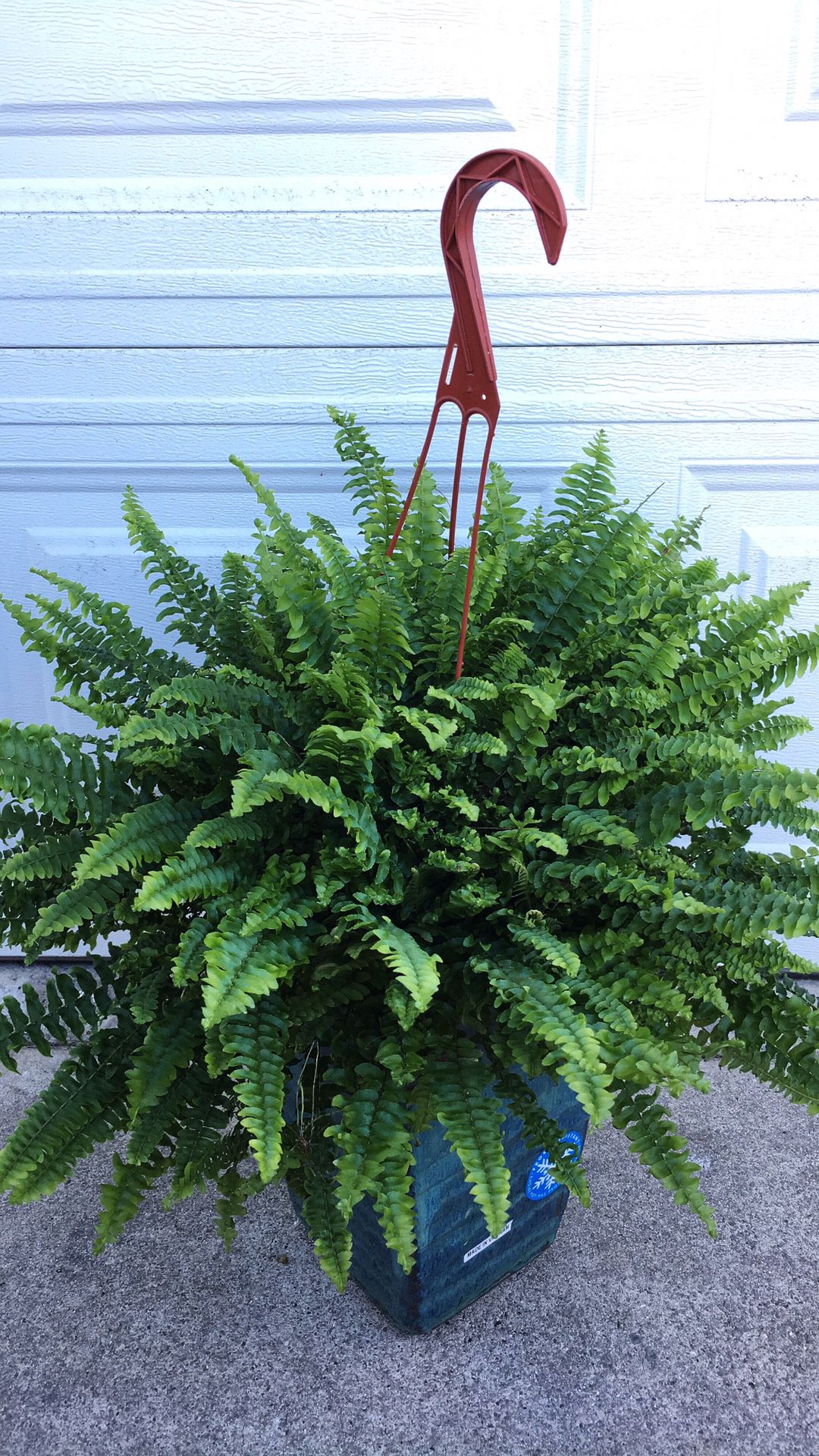 Very Healthy and Thick Ferns-Shade Plants-$13 each-Or 2 for $25 - Planter not included