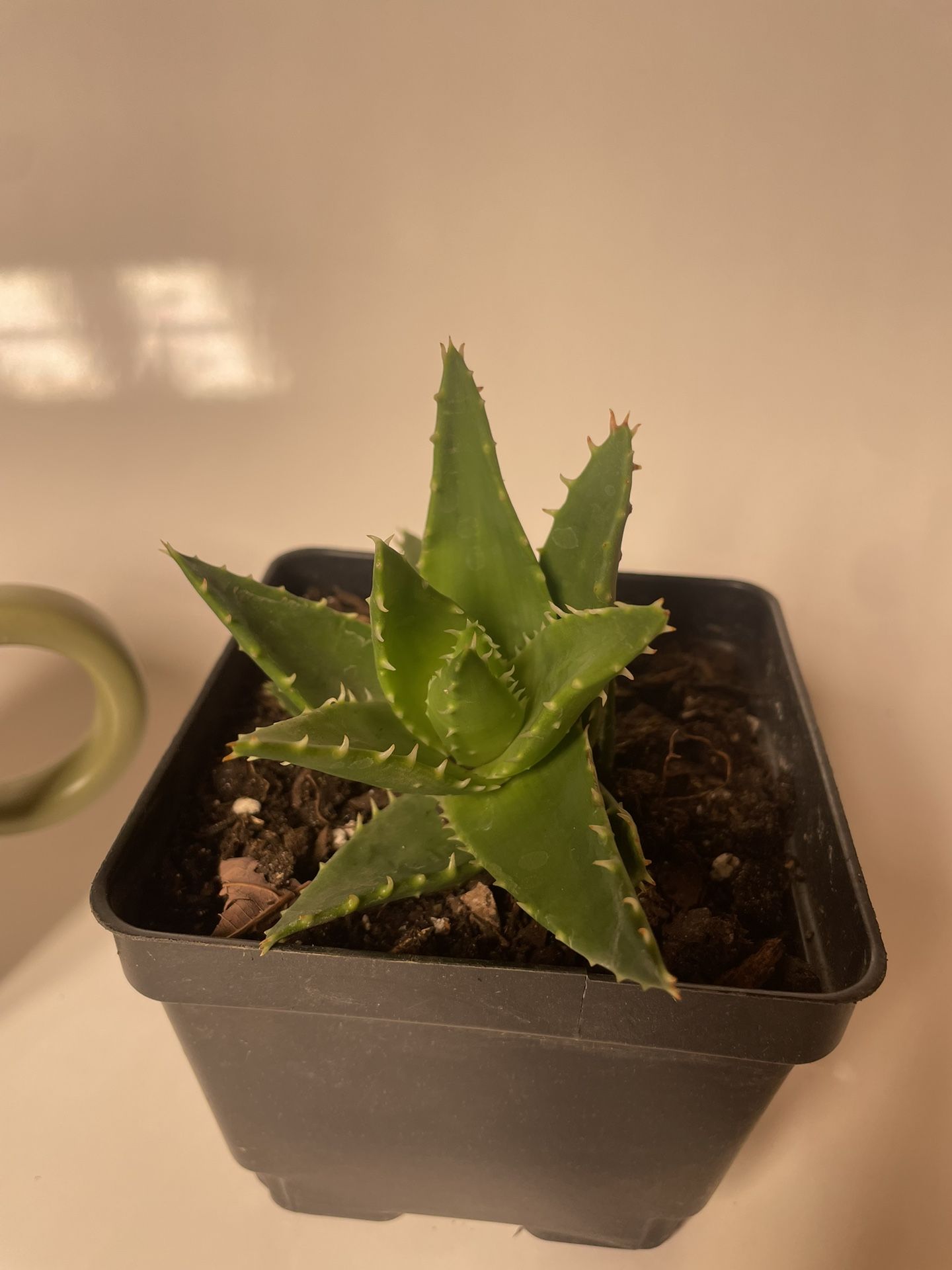 Alligator aloe succulent