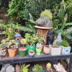 OPEN HOUSE PLANT SALE FROM 1PM TO 5PM SAN LORENZO