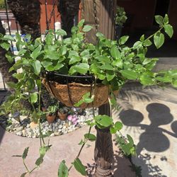 Hanging Suculent Plant