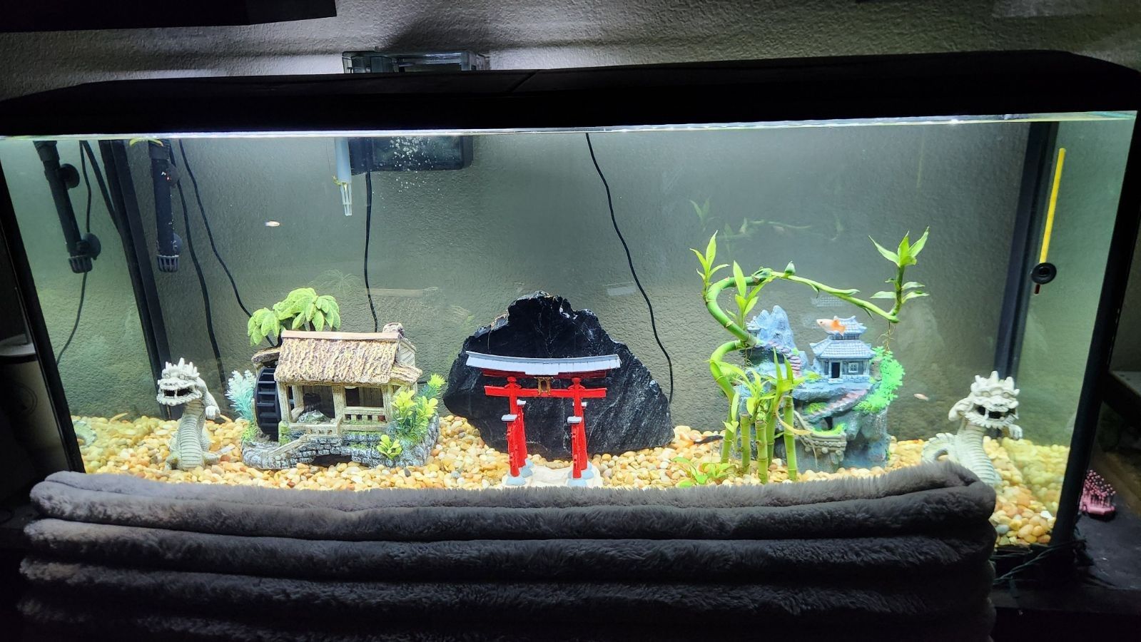 55 Gallon Fish Tank