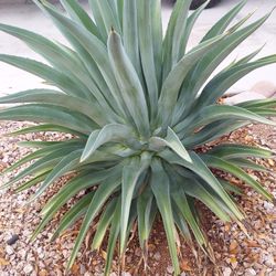 Free Agave Plant