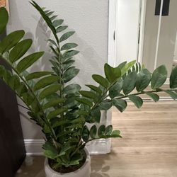 Decorative Plant (plastic) 