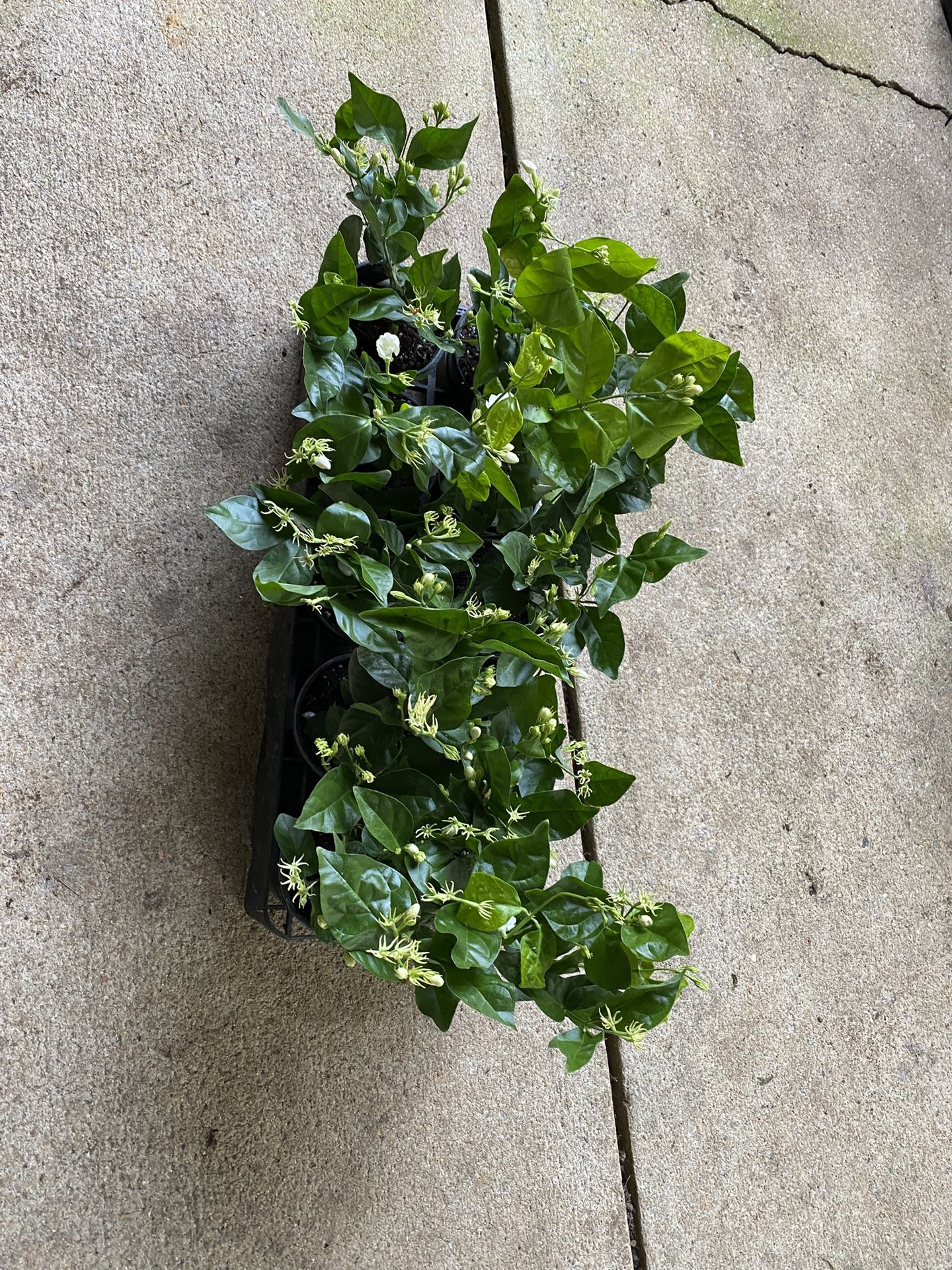 Jasmine Plants—varieties to choose from