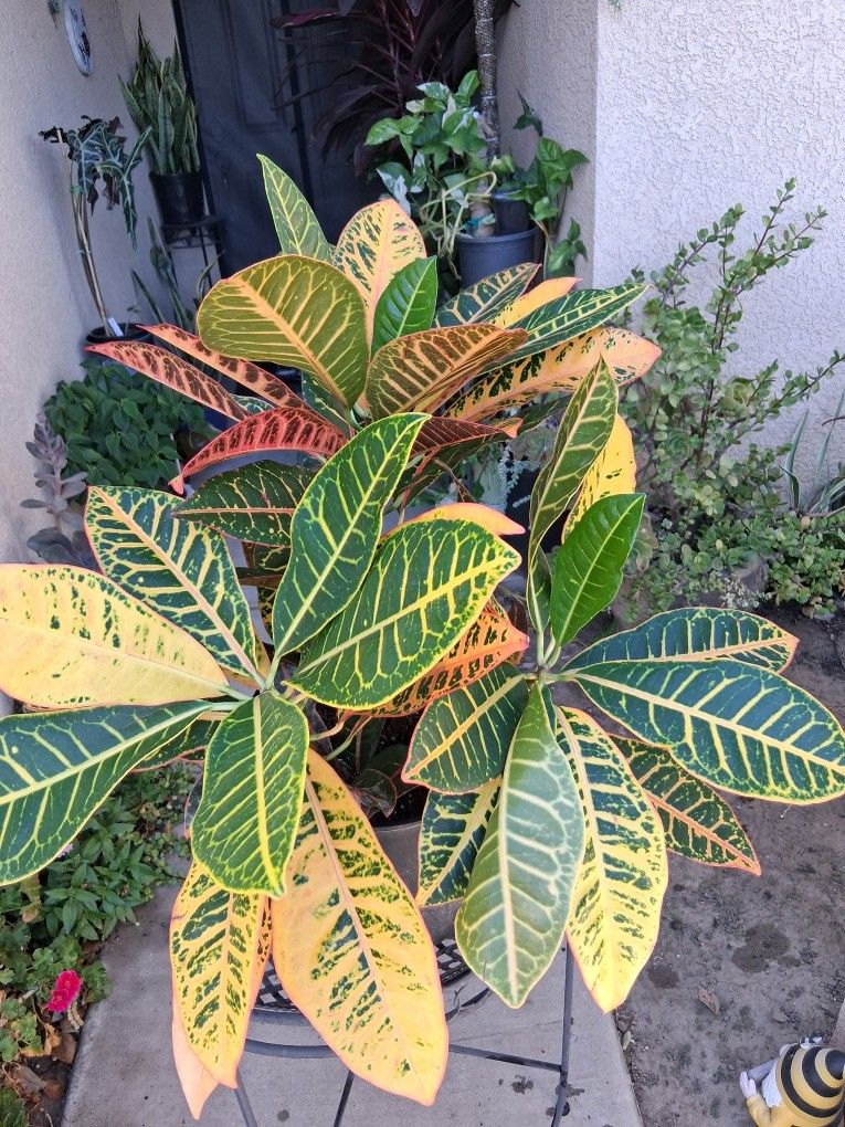 Croton Petra Plant $43