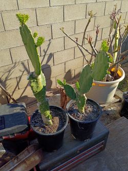 2 árboles de nopales 50 dólares cada uno