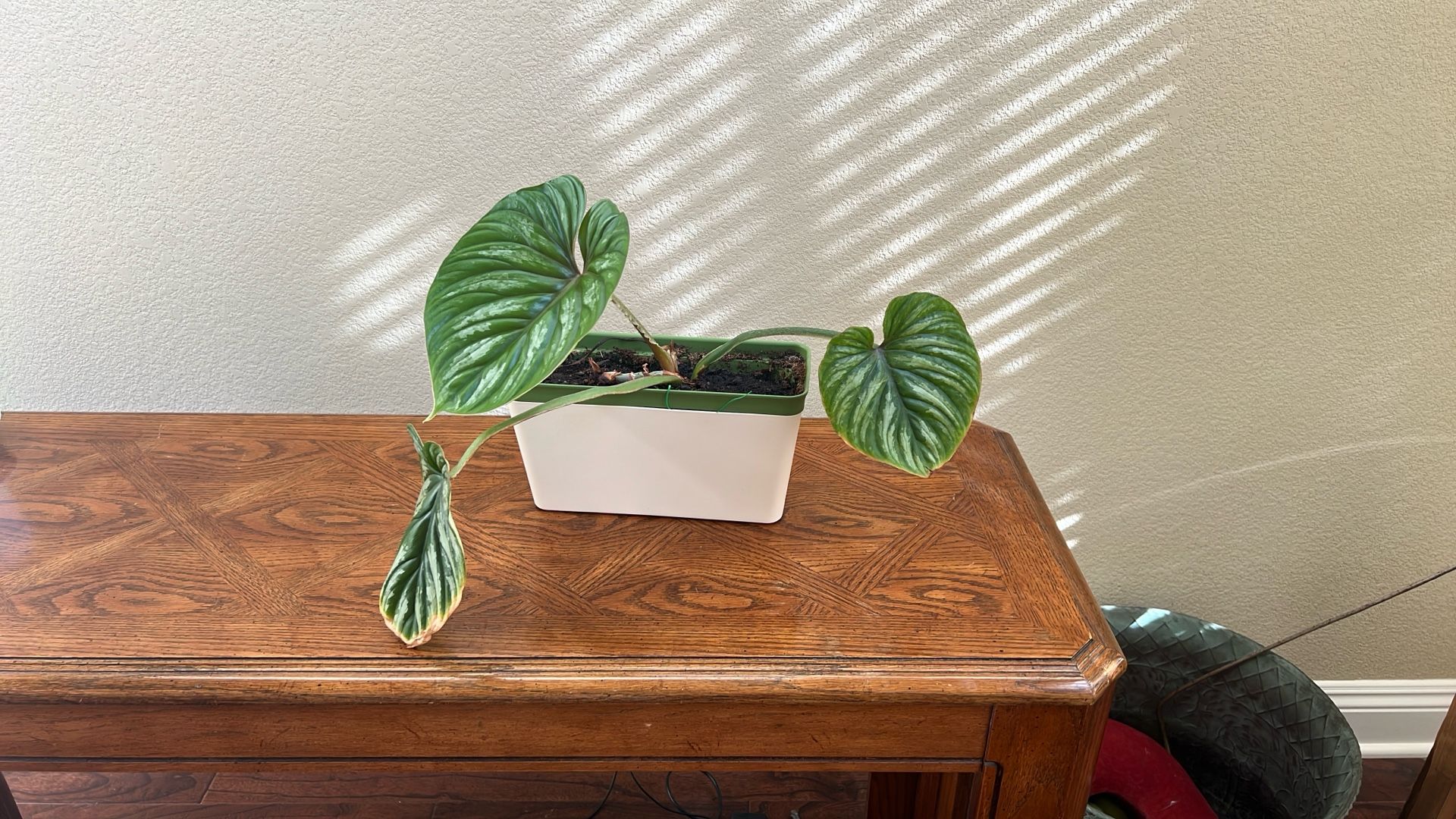 Philodendron Mamei